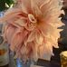 Profile Picture of Pat Hinkle (@pat.hinkle.370) on Facebook