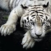 Profile Picture of Syed Amer (@syedamer7034) on Youtube