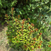 Profile Picture of Christopher Dodd (@Chris.Farms980) on Youtube