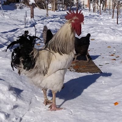 Profile Picture of Argeş Dijwar (@dijwar_arges) on Twitter