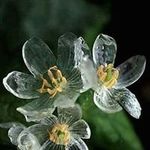 Profile Picture of Joseph Helan (@joseph.helan) on Instagram