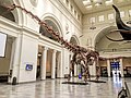 Profile Picture of Patagotitan - Wikipediaon Wikipedia