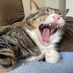 Profile Picture of Kim Blais (@nina_stella_steve) on Instagram