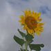 Profile Picture of Lisa Singleton (@411westpine) on Pinterest