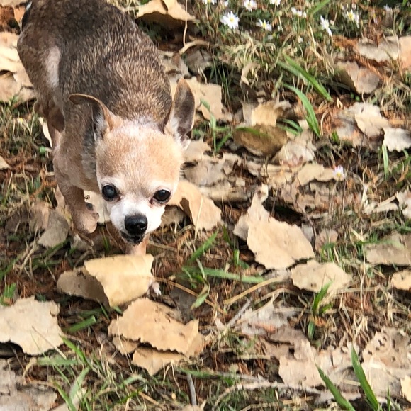 Profile Picture of Israel Aguilar (@ia5mile) on Poshmark