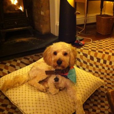 Profile Picture of Anne Cooke (@@AnneCoone) on Twitter