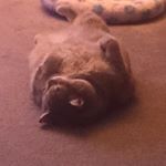 Profile Picture of Randy Knopp (@knopprandy) on Instagram