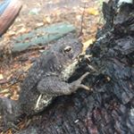 Adam Jaworowski - Instagram Profile Picture of Adam Jaworowski (@adrocki) on Instagram