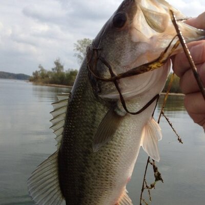 Profile Picture of Ralph Ross (@ralphross68) on Twitter