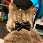 Profile Picture of Kevin The Cat (@kevin_catoune) on Instagram
