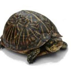 Profile Picture of Michael Davignon (@AdhesiveTurtl24) on Twitter