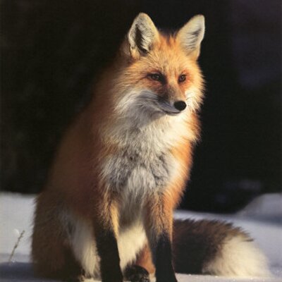 Profile Picture of Devon Todd Eckenrode (@DevonToddEckenr) on Twitter