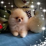 Profile Picture of Nicolo Giuseppe Chirco (@nicola_nicola78pomerania) on Instagram