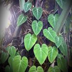 Profile Picture of Brian Puckey (@philodendronvalley) on Instagram