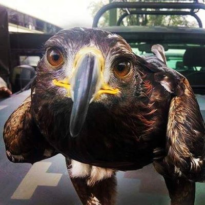 Profile Picture of Daniel Abreo (@danielabreo1) on Twitter