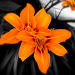 Profile Picture of Miranda Partridge (@queen____photography) on Instagram