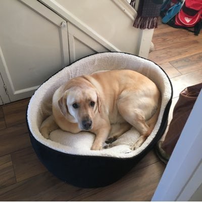 Profile Picture of Buster Chubby Grant (@Lifeasbuster) on Twitter