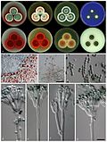 Profile Picture of Talaromyces atroroseuson Wikipedia