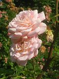 Profile Picture of Rosa 'Abraham Darby'on Wikipedia