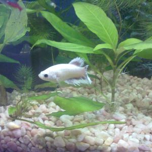 Profile Picture of Martina Hansen (@veoliaofscania) on Myspace