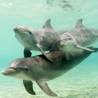 Profile Picture of Ava Ricketts (@ava-ricketts-1) on Quora