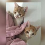 Jesse &‘ Jasper - Instagram Profile Picture of Jesse &‘ Jasper (@jesseandjasper) on Instagram