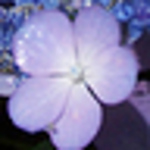 Profile Picture of Evie's Pics (@Evie's Pics) on Flickr