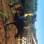 leonardo bressianini - Instagram Profile Picture of leonardo bressianini (@leonardobressianini) on Instagram