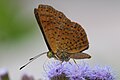 Profile Picture of Calephelison Wikipedia