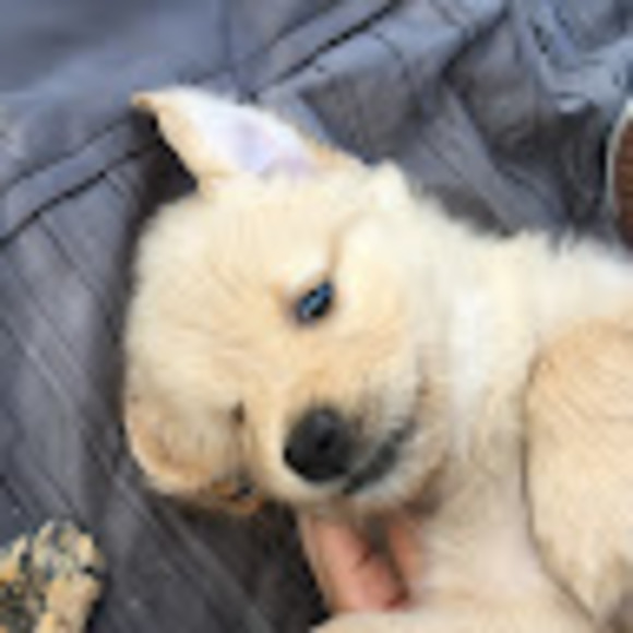 Profile Picture of Osiris Gonzales (@kgonz525) on Poshmark