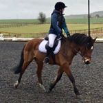 Profile Picture of Eleanor Haynes 🌈IFB🌈 (@equine.eleanor) on Instagram