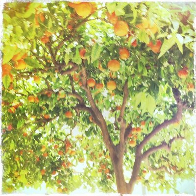 Profile Picture of Kim Mansfield-Davies (@choctoi1) on Twitter