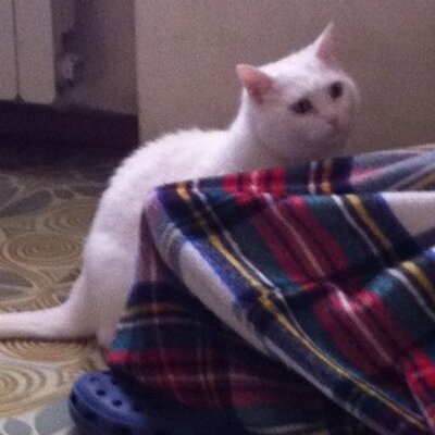 Profile Picture of Laura Giordano (@lauragiordano75) on Twitter