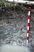 Profile Picture of Stagnosolon Wikipedia
