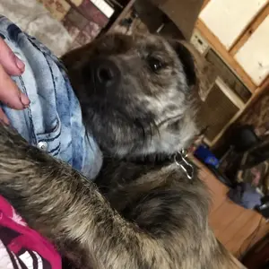 Profile Picture of Bi_Dazia (@rinoahardeman) on Tiktok