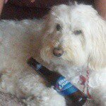 Profile Picture of Sheryl Biesecker (@sherylbie) on Instagram