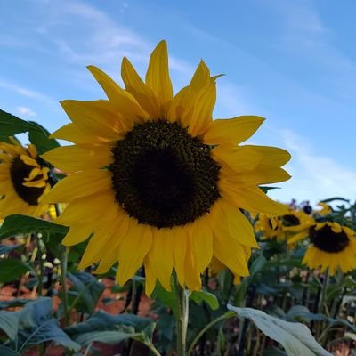 Profile Picture of NTK (@KNguyenDS) on Twitter