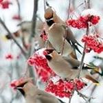 Profile Picture of Debi Higgins-Brown (@higginsbrown) on Instagram