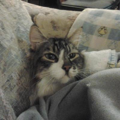 Profile Picture of Stacie Winters (@Pleiadian_Girl) on Twitter