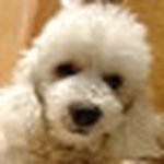 Profile Picture of alexpopo (@alexpopo) on Flickr