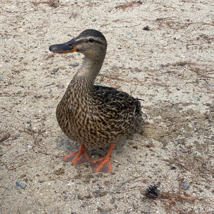 Profile Picture of Amanda (@a.west18) on Tiktok