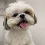 Profile Picture of robert_shih_tzu (@robert_shih_tzu) on Instagram