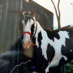 Veronica Van Haastert - Instagram Profile Picture of Veronica Van Haastert (@terrykromhout) on Instagram