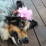 Matthew Steele - Instagram Profile Picture of Matthew Steele (@s_t_e_e_l_y_b_u_r_g_e_r) on Instagram