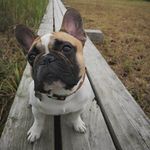 Benjamin Stuff Fill Prestige - Instagram Profile Picture of Benjamin Stuff Fill Prestige (@benjamin.the.frenchie) on Instagram