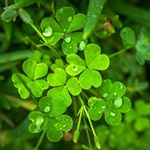 Profile Picture of Christine Brennan (@theirishquilter) on Instagram