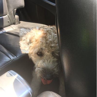 Profile Picture of Paige Barkley (@paige_wolf_pack) on Twitter