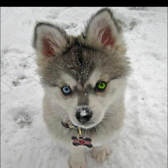 Profile Picture of Stephanie Burson (@cburson) on Poshmark