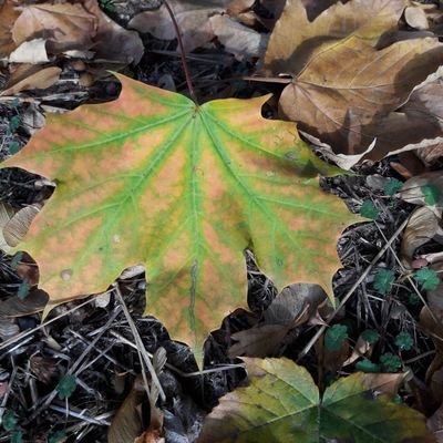 Profile Picture of Ploremapsum (@AlexCurryKueche) on Twitter