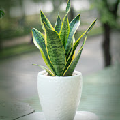 Profile Picture of Macie Campbell (@maciecampbell) on Youtube